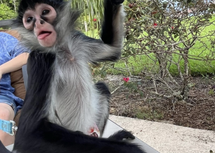 Wie viel kostet ein affe