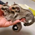 Sugar Glider zu verkaufen