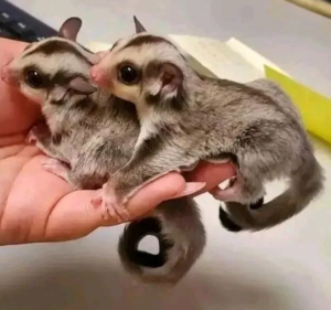 Sugar Glider zu verkaufen