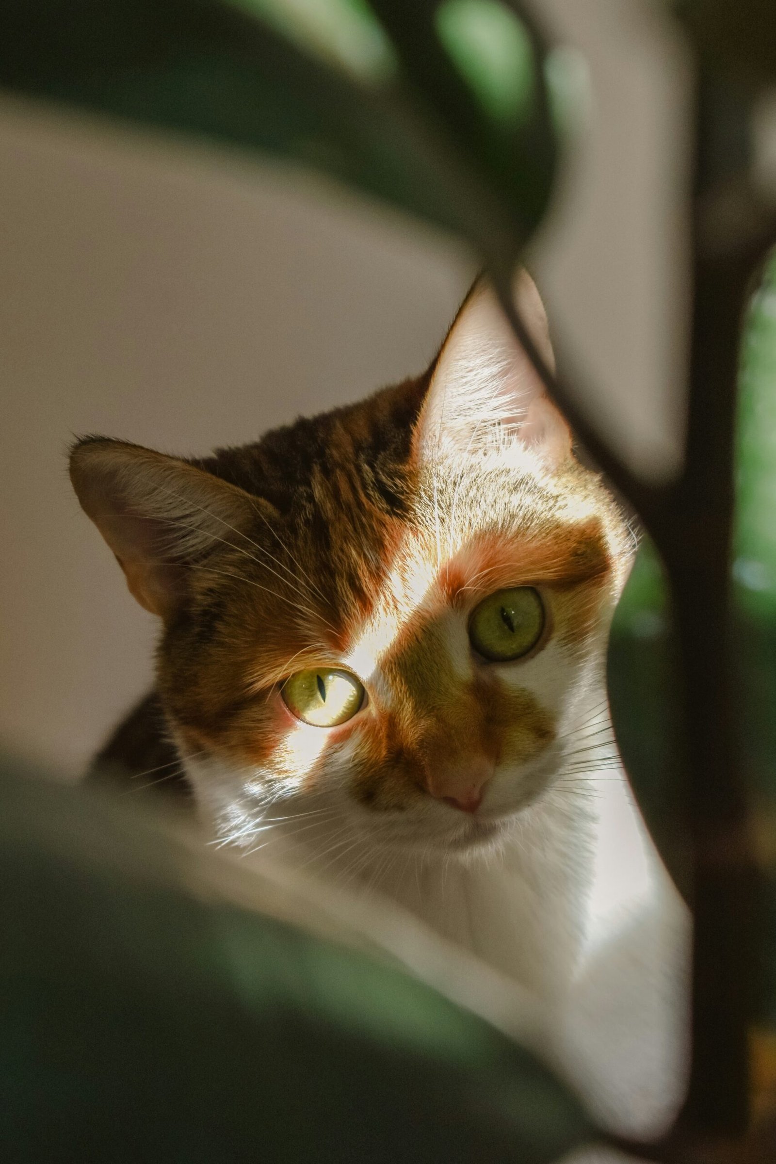 a close up of a cat near a plant