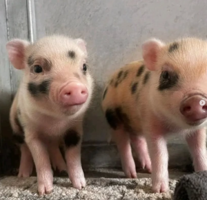 Mini Schweine Zu Verkaufen – Entdecken Sie unsere Angebote – Bild 2