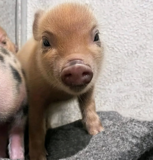 Mini Schweine Zu Verkaufen – Entdecken Sie unsere Angebote – Bild 3