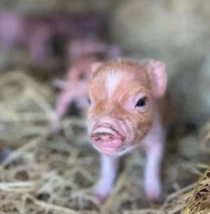 Mini Schweine Zu Verkaufen – Entdecken Sie unsere Angebote – Bild 5