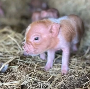 01x Mini Schweine zu verkaufen – Entdecken Sie Ihre neuen Haustiere auf affen-kaufen.com – Bild 3