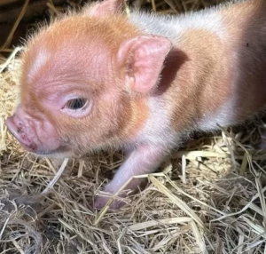 01x Mini Schweine zu verkaufen – Entdecken Sie Ihre neuen Haustiere auf affen-kaufen.com