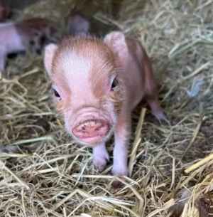 01x Mini Schweine zu verkaufen – Entdecken Sie Ihre neuen Haustiere auf affen-kaufen.com – Bild 5