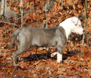 pitbull welpen kaufen in der nähe