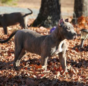 blueline pitbull welpen kaufen