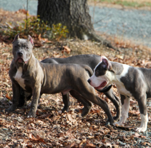 pitbull welpen kaufen österreich