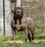 pitbull züchter niedersachsen