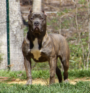 pitbull züchter niedersachsen