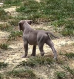 pitbull blue line welpen