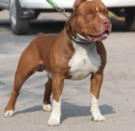 american pit bull terrier kaufen