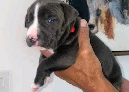 american bully xxl welpen