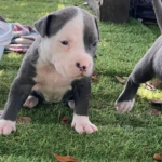 Pitbull Welpen kaufen Schweiz