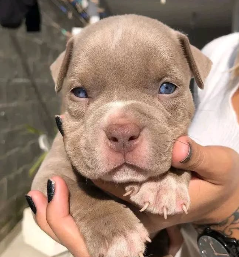 Pitbull Welpen kaufen in Berlin: Ihr Leitfaden für gesunde und glückliche Hunde