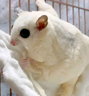 03-Month-Old Albino Sugar Gliders