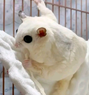 03-Month-Old Albino Sugar Gliders - Image 4