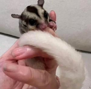 03 Months old,  Lion Sugar Gliders - Image 2