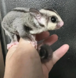 Sugar Gliders texas