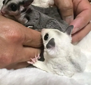 03 Months old,  Lion Sugar Gliders - Image 5